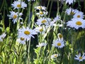 Tall field daisies grow in tall grass on a green meadow in a large garden. Royalty Free Stock Photo