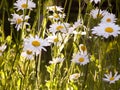 Tall field daisies grow in tall grass on a green meadow in a large garden. Royalty Free Stock Photo