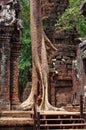 The tall fig tree sprouted through walls in Angkor temple