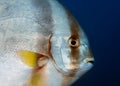 Tall-fin batfish Platax teira - large fish with a flat shiny body close-up