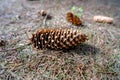A tall fir cone in the forest on the ground. an early spring Royalty Free Stock Photo