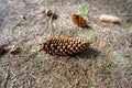 A tall fir cone in the forest on the ground. an early spring Royalty Free Stock Photo