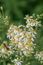 Tall flat-topped white aster Doellingeria umbellata, white flowers with a yellow center disk Royalty Free Stock Photo