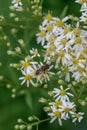 Tall flat-topped white aster Doellingeria umbellata, white flowers with yellow center disk Royalty Free Stock Photo