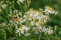 Tall flat-topped white aster Doellingeria umbellata, white flowers with yellow center disks Royalty Free Stock Photo