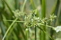 Tall flatsedge Royalty Free Stock Photo