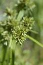 Tall flatsedge Royalty Free Stock Photo