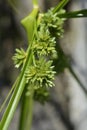 Tall flatsedge Royalty Free Stock Photo