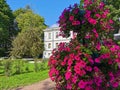 A tall flower bed with a red petunia on the background of a building, a tree and a blue sky in the park on a sunny summer day Royalty Free Stock Photo