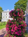 A tall flower bed with a red petunia on the background of a building, a tree and a blue sky in the park on a sunny summer day Royalty Free Stock Photo