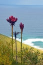 Tall flower spikes of the Gymea Lily Doryanthes excelsa Royalty Free Stock Photo