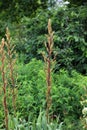 Tall flower stalks, filled with flower buds, of Aloe plants in a garden in Boerner Botanical Gardens in Wisconsin