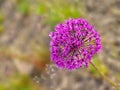 Bright inflorescence of ornamental onion on a blurred background in the spring flowering stage Royalty Free Stock Photo