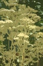 Hedgerow wild flowers with golden heads Royalty Free Stock Photo