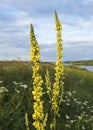 Tall flowering stem of Verbascum common name Mullein with many yellow flowers