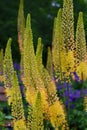 Tall flowers of the desert candle grow up in the flower bed Royalty Free Stock Photo