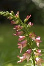 Tall pink flowers