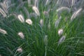 Tall fluffy grass