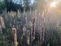 Tall Fluffy Prairie Grasses in a Field in Chicago, Illinois in the evening sun on a late summer day, some trees in the background Royalty Free Stock Photo