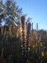 Tall Fluffy Prairie Grasses in a Field in Chicago, Illinois in the evening sun on a Clear day Royalty Free Stock Photo