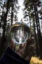 Tall Forest Trees Captured in Glass Ball Reflection Held in Fingers Royalty Free Stock Photo