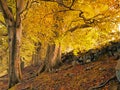 Forest trees on a hillside with sunlight shining though golden orange autumn leaves Royalty Free Stock Photo