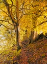 Tall forest trees on a hillside with sunlight shining though golden orange autumn leaves Royalty Free Stock Photo