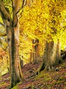 Tall forest trees on a hillside with sunlight shining though golden orange autumn leaves Royalty Free Stock Photo