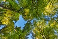 Tall Forest Up Above. Mighty tree in autmn leaves. Look up in a dense forest