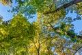 Tall Forest Up Above. Mighty tree in autmn leaves. Look up in a dense forest