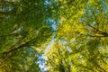 Tall Forest Up Above. Mighty tree in autmn leaves. Look up in a dense forest