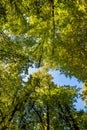 Tall Forest Up Above. Mighty tree in autmn leaves. Look up in a dense forest