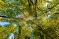 Tall Forest Up Above. Mighty tree in autmn leaves. Look up in a dense forest