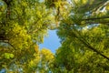 Tall Forest Up Above. Mighty tree in autmn leaves. Look up in a dense forest