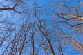 Tall Forest Up Above. Mighty tree in winter leaves. Look up at the bare branches