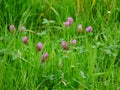 Tall fresh green meadow with wildflowers and flowering clover, Trifolium, the lilac