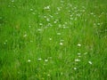 Tall fresh green meadow with wildflowers and wild herbs. The white flowers of the magarites are the visual eye-catcher.