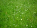 Tall fresh green meadow from wildflowers and wild herbs. The white flowers of the magarites are the visual eye-catcher.