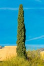 Tall front yard shrub with gree arms in the yard of desert mansion in the hills of arizona in the sonora desert