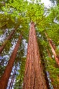 Tall Giant Redwood trees in Forest Royalty Free Stock Photo