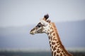 Tall giraffe in africa