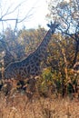 TALL GIRAFFE IN AFRICAN LANDSCAPE IN LATE AFTERNOON