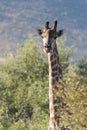 Tall giraffe looking above the bushes Royalty Free Stock Photo