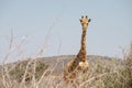 Tall giraffe looking Royalty Free Stock Photo