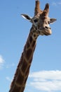 Tall Giraffe Looking at Me Royalty Free Stock Photo