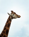 A tall giraffe from the side Royalty Free Stock Photo