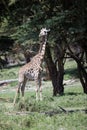Tall giraffe looking to the side with bushy trees around it at Amboseli National Park, Kenya Royalty Free Stock Photo