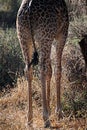 Giraffe legs Royalty Free Stock Photo