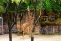 Tall Giraffe Reaching the Tree in Wildlife Park