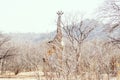 Tall giraffe in savanna Royalty Free Stock Photo